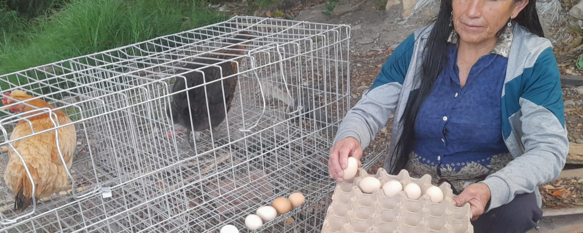 proyecto mejora cría de gallinas